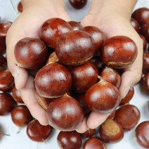 22년 GAP 정안 공주밤 옥광밤 4kg 2kg 햇밤 알밤, 공주 옥광밤 특 4kg