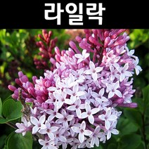 라일락(수수꽃다리) 실생2년(뿌리) 5개/꽃나무/조경용