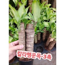 칼라행운목-3촉/이국적인 수형에 고급무늬가 있는 식물