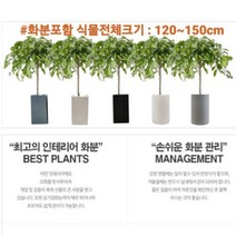 없음 [반값화분] MAIN-대형킹벤자민150(원조돈나무) 직접배송 축하화분 개업화분 거실화분 카페화분 인테리어화분 아레카야자 극락조 알로카시아 파키라 고무나무, 원통화이트