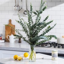 실내공기정화식물 유칼립투스 블랙잭 몬스테라, 유칼립투스 블랙잭+꽃가위Set