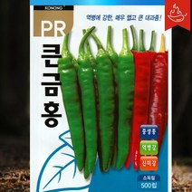 매운고추씨앗 종자 역병에 강한 PR큰금홍 청양계 500립