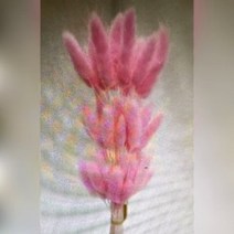 뉴 프리저브드 수입꽃 강아지풀 ( 라그라스 60송이 핑크 중국 ) DIY꽃 인테리어 장식 말린꽃 프리저 풍성한다발 강아지풀