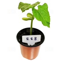 강낭콩키우기 강낭콩기르기 식물관찰 키트(5명 세트)