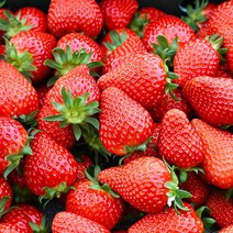 산지직송 달콤한 메리퀸 딸기 생딸기 1kg, 메리퀸 딸기 500g(12구~20구) x 2팩, 1개