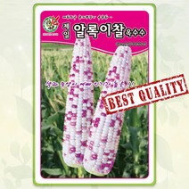 알록이찰 옥수수 씨앗 80립 찰옥수수 종자 씨 봄 여름 가을 옥수수씨 OB