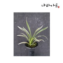 나라아트 천금(3-4촉) 동양란 풍란 난