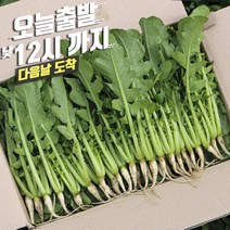 포천 싱싱 어린 열무 2kg 4kg 8kg1개, 1개