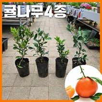 2년생 귤나무 4종 중 택 1 한라봉 천혜향 레드향 하귤 인테리어 반려식물, 1개