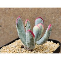 다육식물/원종복랑금-2444 아프리카농장