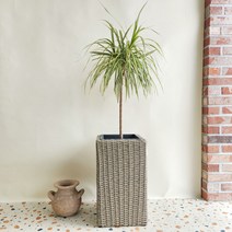 드라세나 마지나타 옐로우 대형 실내공기정화식물 1.2m, 자기롱화이트(옵션에서 화분변경)