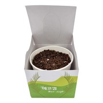 SK 에코컵 식물키우기 강낭콩 방울토마토 봉선화 상추, 야채-방울토마토