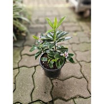 무배특가 천리향 중품 겨울식물 플랜테리어 향기꽃 20~40cm 149