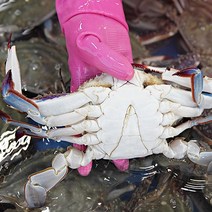 서해안 가을 제철꽃게 살아있는 톱밥꽃게 2kg, 톱밥활꽃게2kg