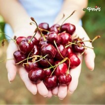 [식탐대첩] 칠레 생 체리 2kg (10row), 상세 설명 참조