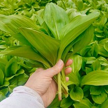 [유쾌상회] 강원도 태백 생 명이나물 2kg 산마늘 장아찌, 1개
