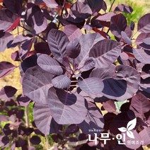 [나무인] 자엽안개나무 (스모크트리), 1개