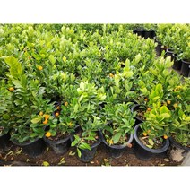 꽃담은나무 귤나무 결실주 특선 집들이선물, 5. 유자나무 30cm