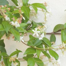 프랑스와즈 에센셜 오일 네놀리, 5ml