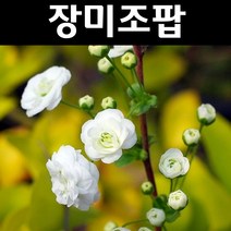 장미조팝 15cm포트 1개/나무 묘목/조경/관상수