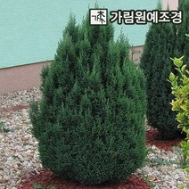 엘우디 상록수 정원수 가림원예조경, 엘우디 키60cm분묘
