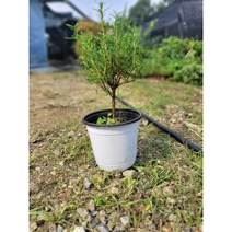 무배 로즈마리 외목대 중품 허브 25~40cm 79