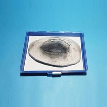 삼엽충화석모형(보관케이스포함)
