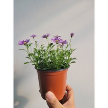 야생화 사계국화 색상랜담 10~25cm 29