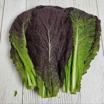 경기 광주 유기농 적겨자 1kg, 단품