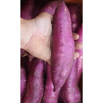 알뜰농장 2022년 햇 꿀 고구마 긴특 최상품 (베니하루카) 전남 해남.무안작업, 1개, 2022년햇꿀고구마긴대왕(베니하루카)5kg내외