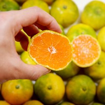 제주 귤 노지 서귀포 하우스 감귤 농장 1kg소과2S-S