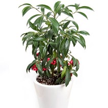 실내공기정화식물, 05 백량금, 999개