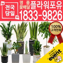 개업화분 인테리어식물 배송 떡갈나무 대엽홍콩 뱅갈고무나무 관음죽 알로카시아 소철 극락조 만냥금 무늬벤자민 파키라 당일, (선택08)산세베리아