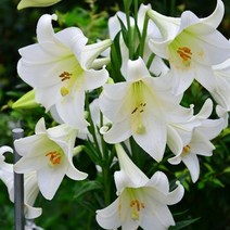 [더위치]국내산 백합향 100ml Lily FO