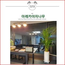없음 [반값화분] MAIN-대형아레카야자나무160 직접배송 축하화분 개업화분 거실화분 카페화분 인테리어화분 아레카야자 극락조 알로카시아 파키라 고무나무, 원통블랙