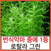 수초하우스) 로탈라그린(급성장종 중 가장 미친악마), 15촉(싸게더많이)
