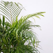 꽃파는농부 - 플랜테리어에 좋은 공기정화식물 아레카야자(대품)