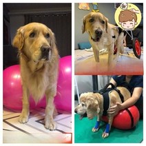 강아지짐볼 애완견 땅콩 짐볼 재활운동기구 뒷다리 코어 근육강화 마비 재활 운동, 워터 그린(마사지 돌기)