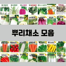 뿌리채소 무 열무 시금치 당근 비트 수박무 텃밭 씨앗, 8.수아무