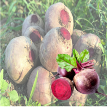 레드비트효능 제주산 레드비트즙 엑기스 고당도, 30포