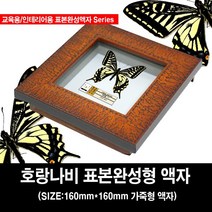 호랑나비 완성표본액자 160mm X 160mm