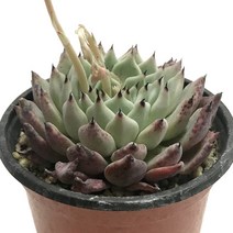 자라고사-에케베리아계/들장미정령/변이종/다육식물