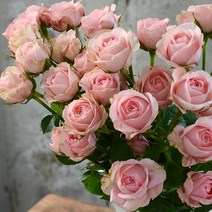 장미꽃 생화 꽃다발 생화택배 여자친구선물, 자나 장미 한단송이 이상)