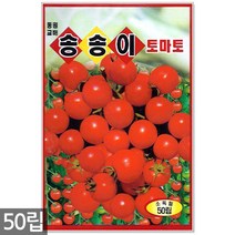 왜성적피 강낭콩 씨앗 30g - 콩씨 콩씨앗 씨 강낭콩씨 빨간강낭콩 붉은강낭콩씨앗 씨 강낭콩씨앗 주말농장 텃밭, 09_송송이방울토마토(50립)