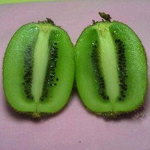키위나무 묘목 - 그린키위 헤이워드 접목3년 뿌리 결실묘 1개 / 숫나무 필요