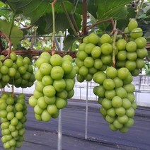 샤인머스켓나무/접목2년포트/묘목/DD2304