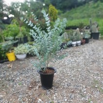 식물공장 유칼립투스 블랙잭 대품 50~80cm 249 허브 야생화 공기정화식물, 1개