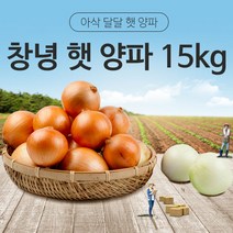 [동이농산] 22년 국내산 창녕 햇양파 15kg, 특(야구공크기)