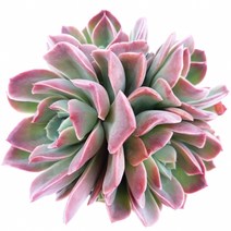 [나애다육] 실큐(자연군생) (39-0411), 1개