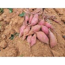 해남 산이 꿀밤고구마 10kg 5kg 3kg 중 중상 1박스 생산자 산지 직송, 중 5kg (개당 50g~80g)